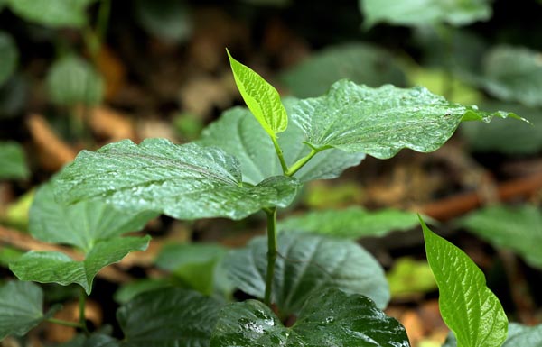 Herb Spotlight: Indian Licorice Root